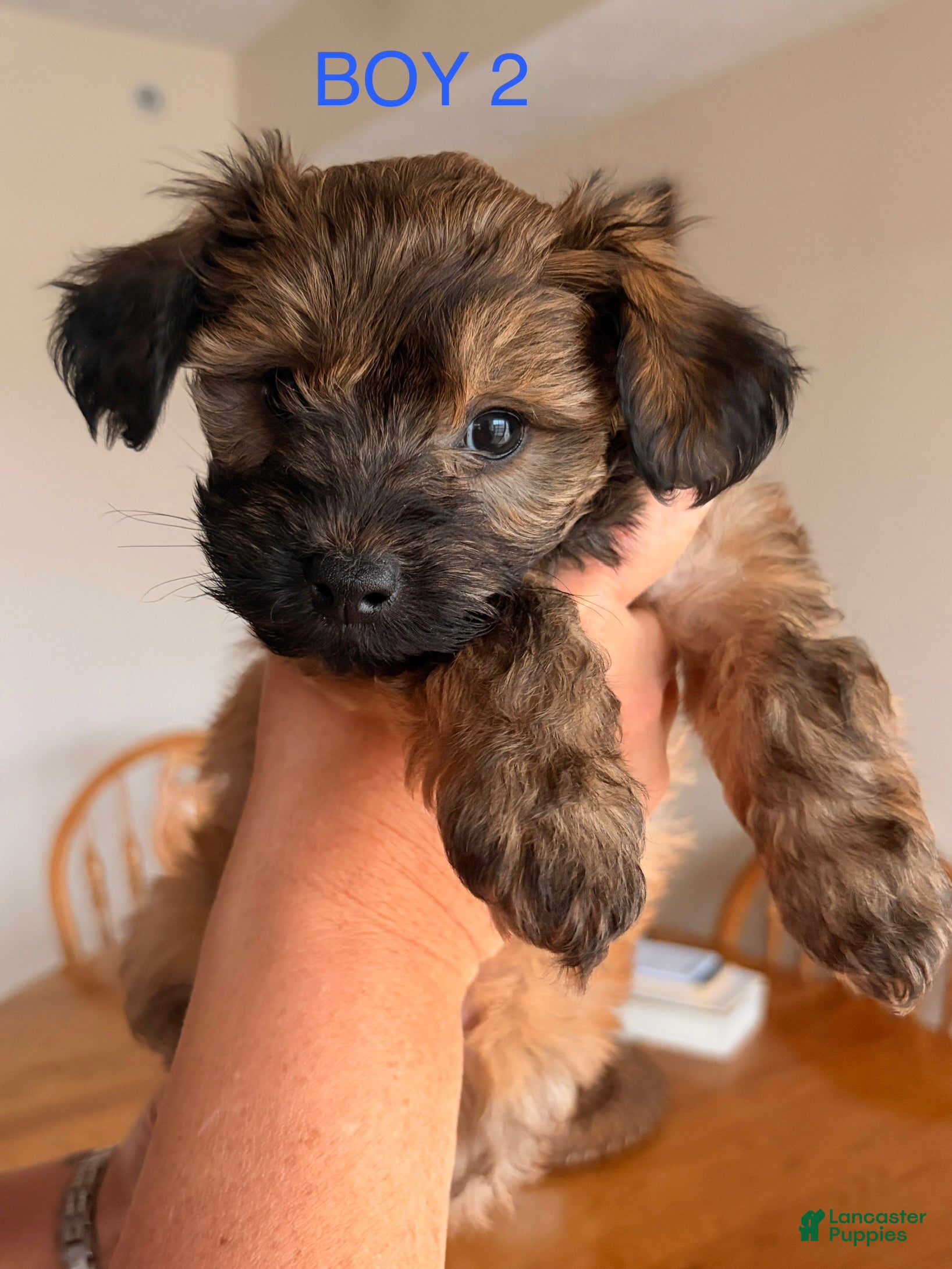 Mixed Breed dogs Mixed Breed Puppy 2 - Ad 2