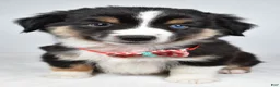 Miniature Australian Shepherd dogs for sale: Finley - Ad 5