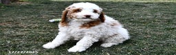 Mini Goldendoodle dogs for sale: Crystal - Ad 3