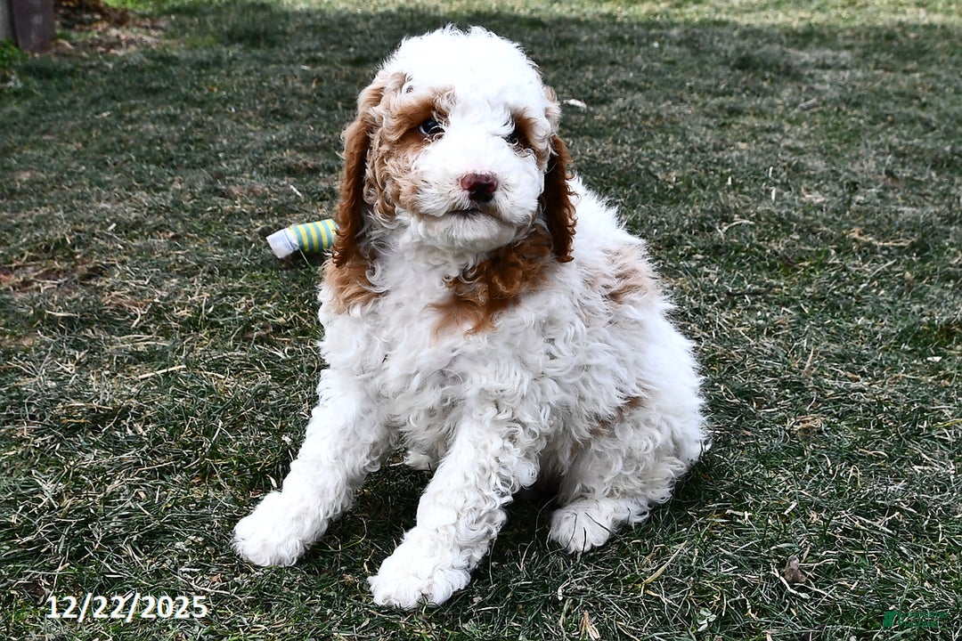 Mini Goldendoodle dogs for sale: Crystal - Ad 3