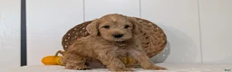 Schnoodle dogs for sale: Roscoe - Ad 8