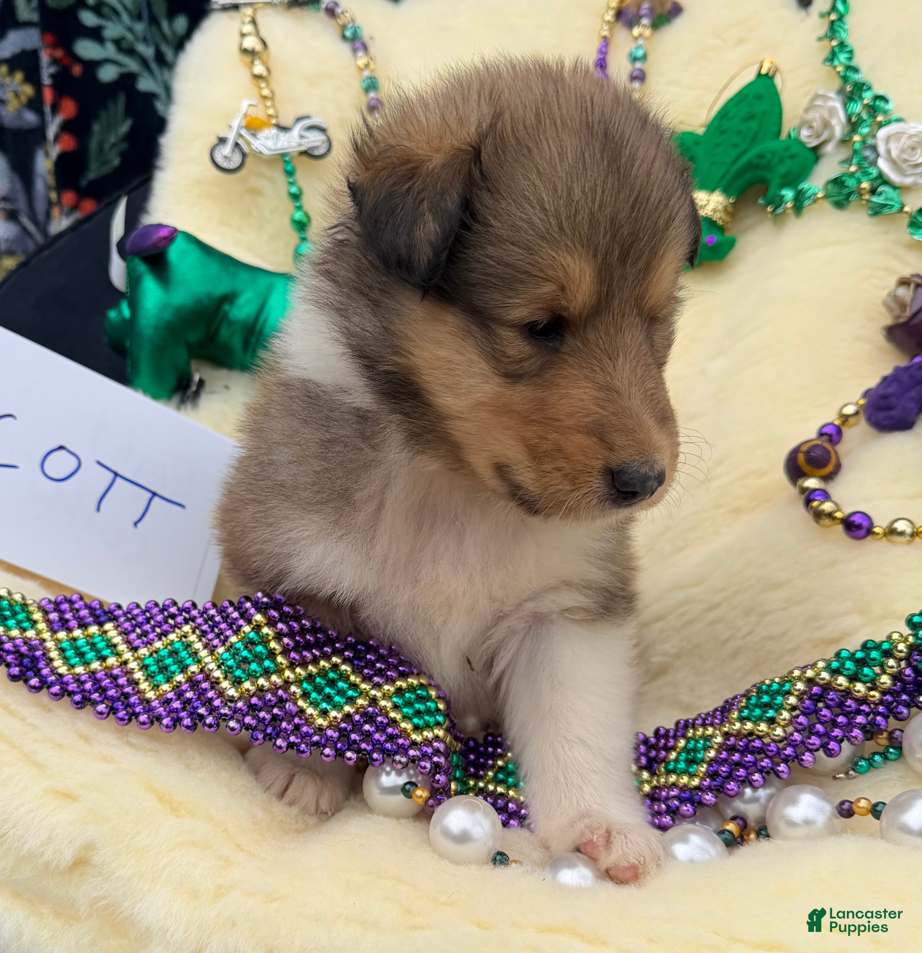 Collie dogs Scott - Ad 1