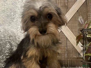 Yorkiepoo dogs COOPER - Ad 8