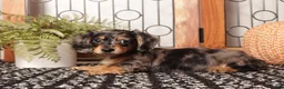 Miniature Dachshund dogs for sale: Chai - Sweet Mini Dachshund ACA  - Ad 4