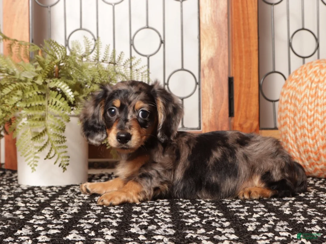 Miniature Dachshund dogs for sale: Chai - Sweet Mini Dachshund ACA  - Ad 4