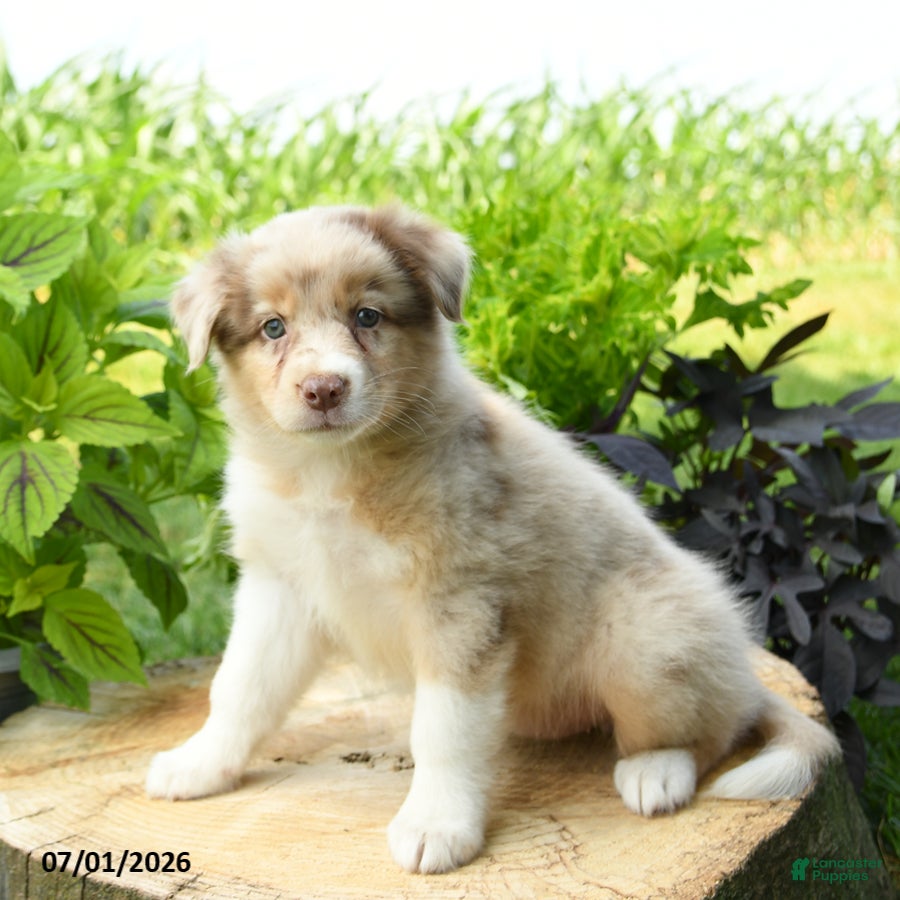 Australian Shepherd dogs Belle - Ad 2