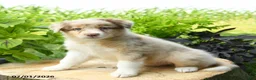 Australian Shepherd dogs for sale: Belle - Ad 2