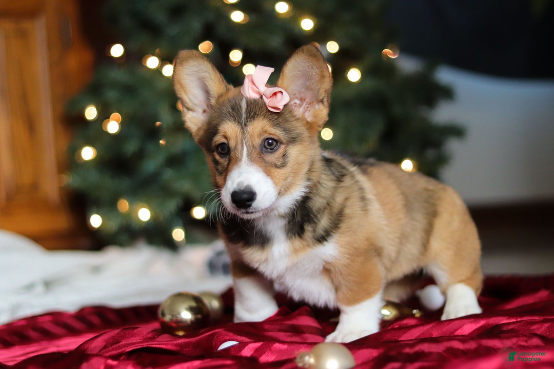 Welsh Corgi Pembroke dogs for sale: Candy - Ad 11