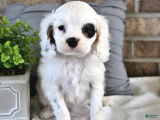 Cavachon dogs - Ad 4