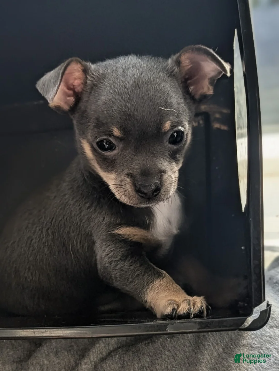 Mixed Breed dogs for sale: Pixie - Ad 2
