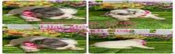 French Bulldog dogs for sale: French Bulldog 3 - Ad 1