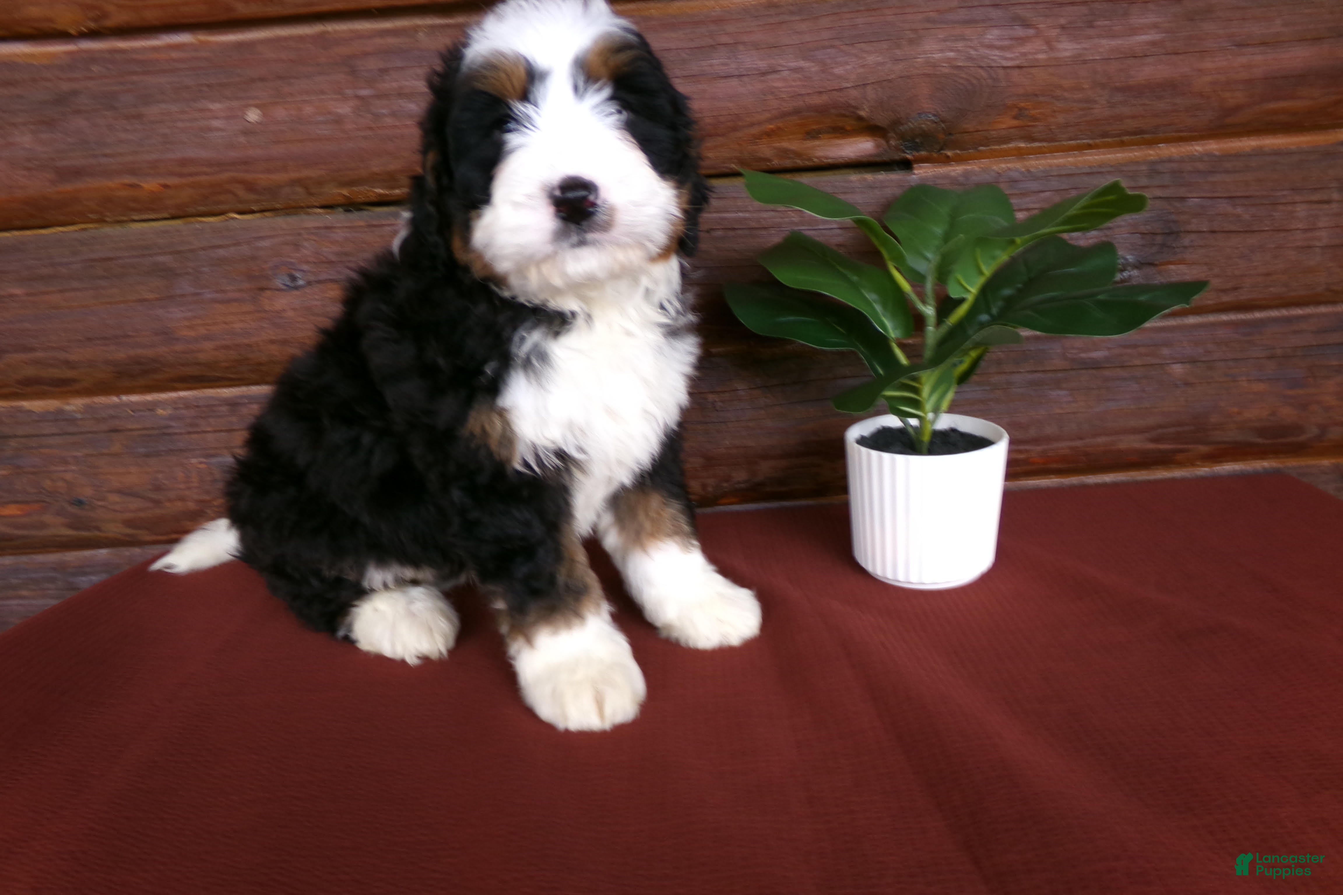 Mini Bernedoodle dogs Austin - Ad 1