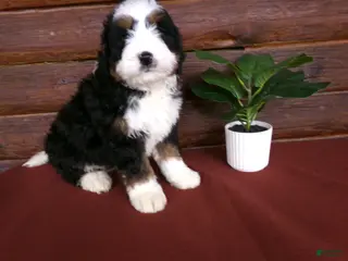 Mini Bernedoodle dogs for sale: Austin - Ad 3