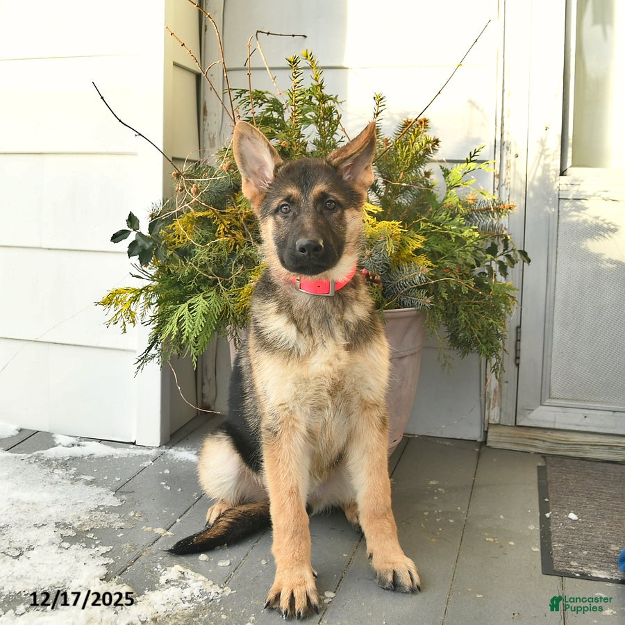 German Shepherd dogs Victoria - Ad 26