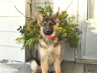 German Shepherd dogs Victoria - Ad 26