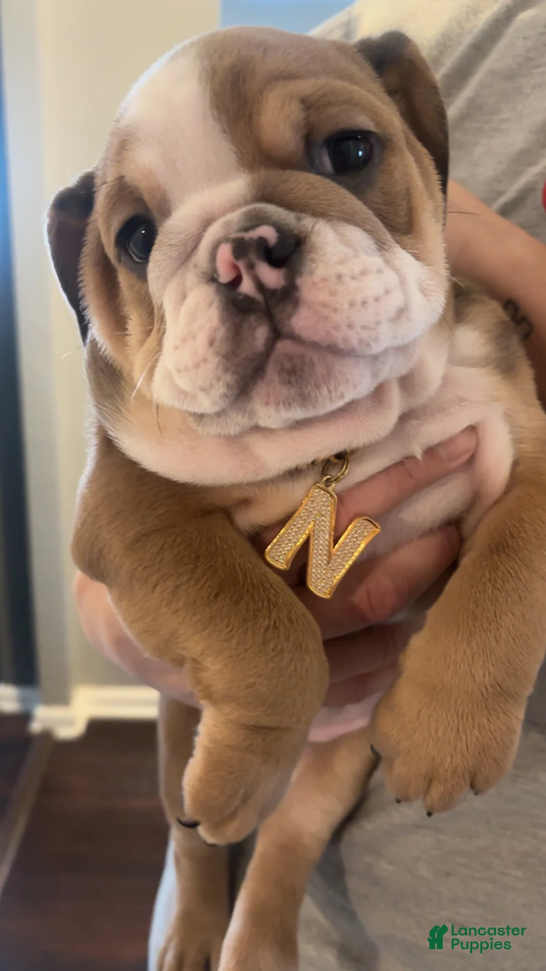 English Bulldog dogs for sale: Nova - Ad 3
