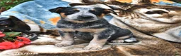 Australian Cattle Dog dogs for sale: Hank - Ad 3