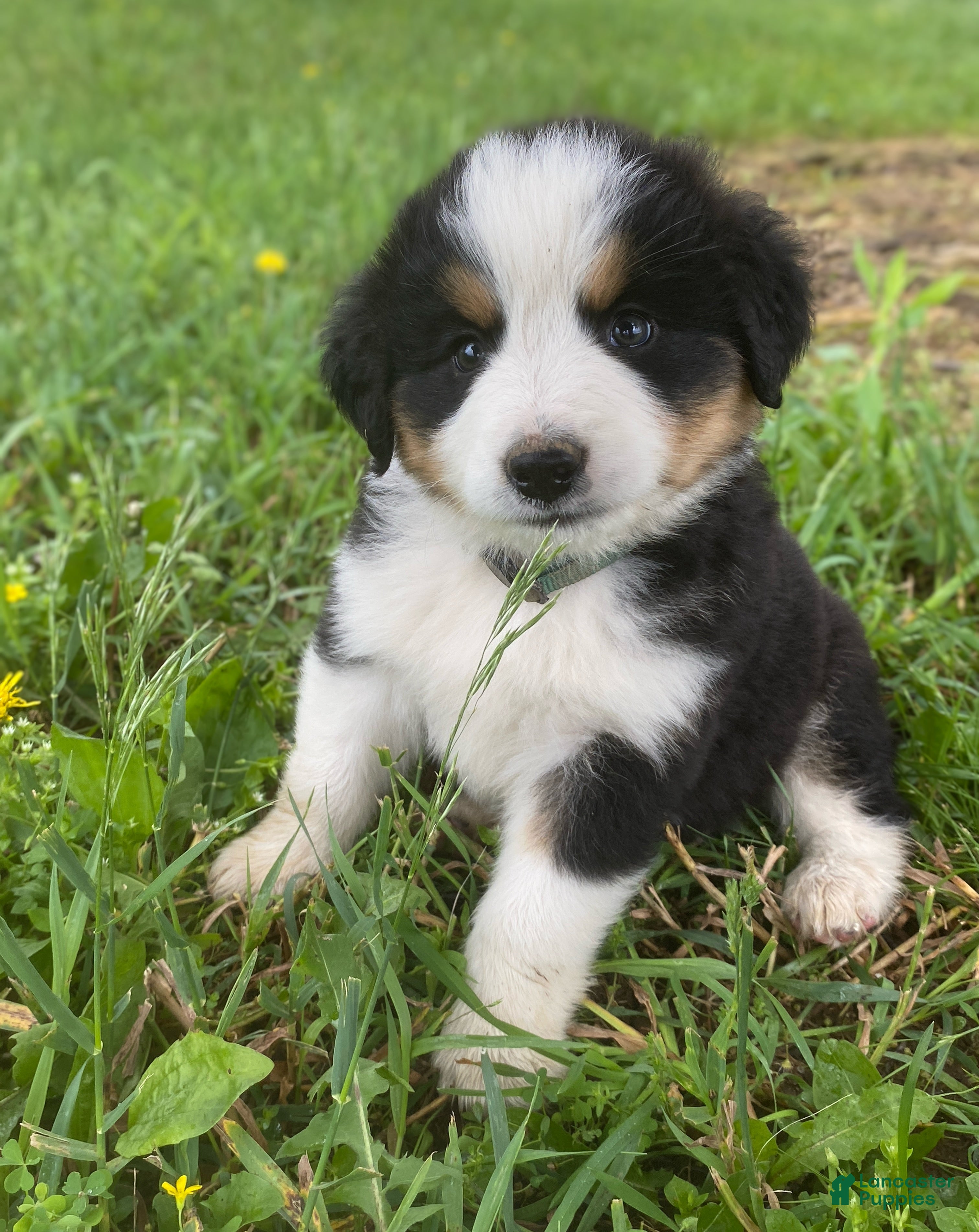 Mixed Breed dogs for sale: ♥️SWEET MOLLIE MAE♥️ - Ad 6