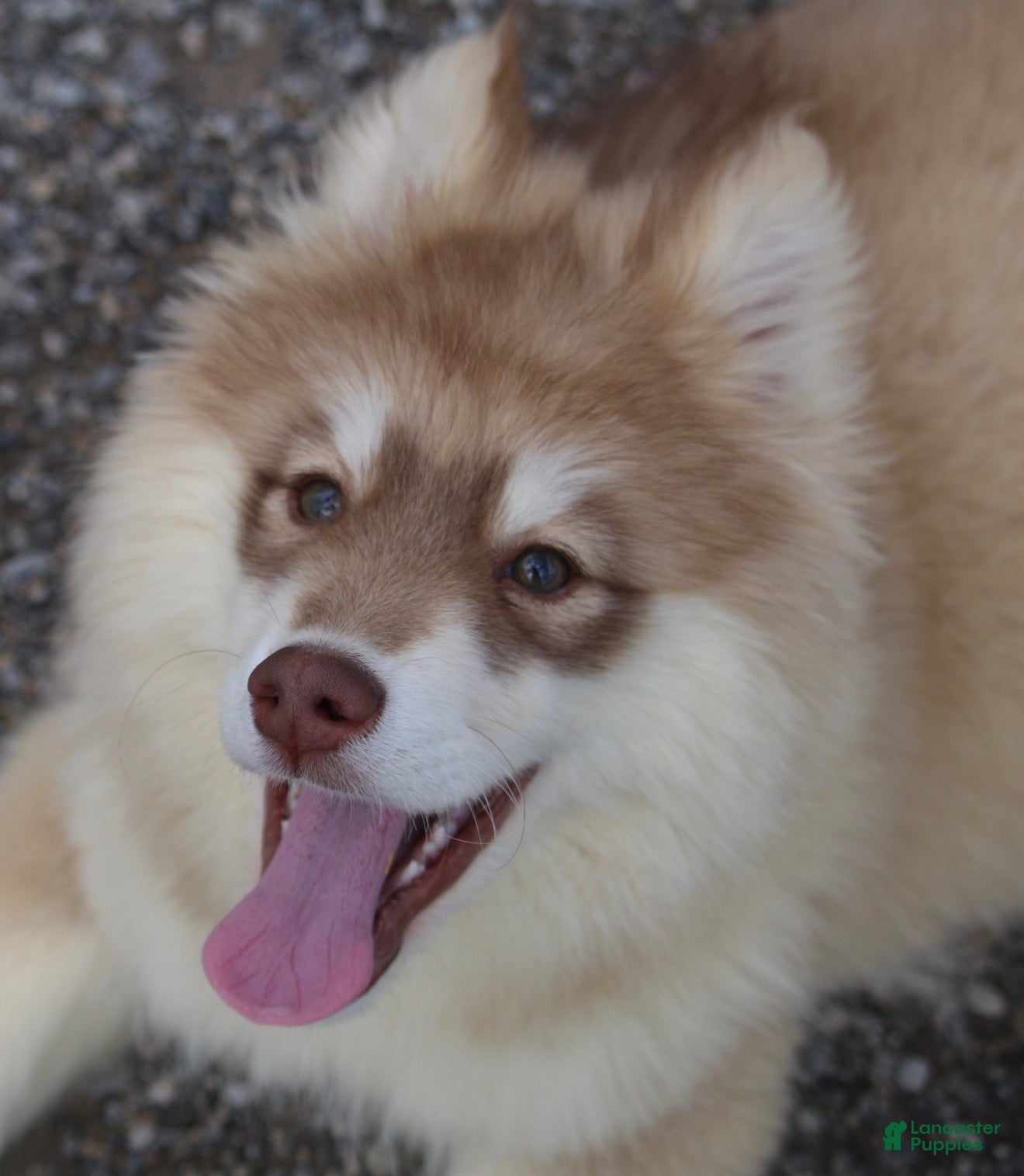 Pomsky dogs Jodee  - Ad 1