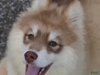 Pomsky dogs for sale: Jodee - Ad 3