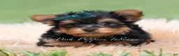 Yorkshire Terrier dogs for sale: Trinket - Ad 5