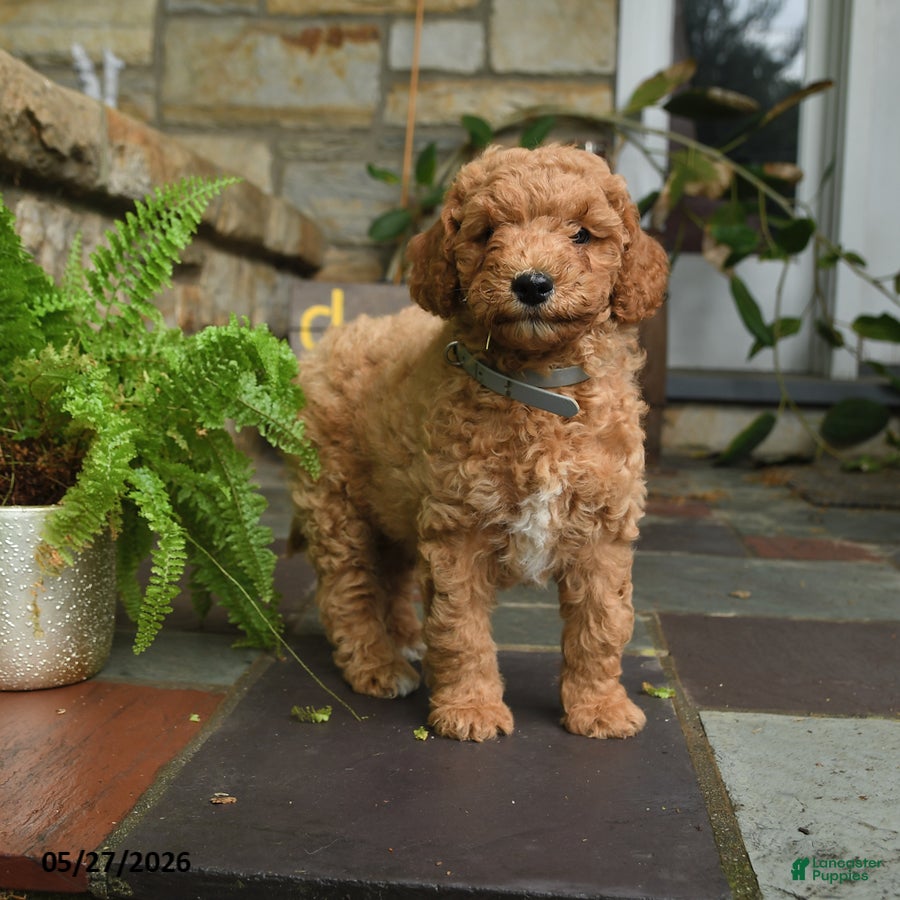 Mini Goldendoodle dogs Chip - Ad 2