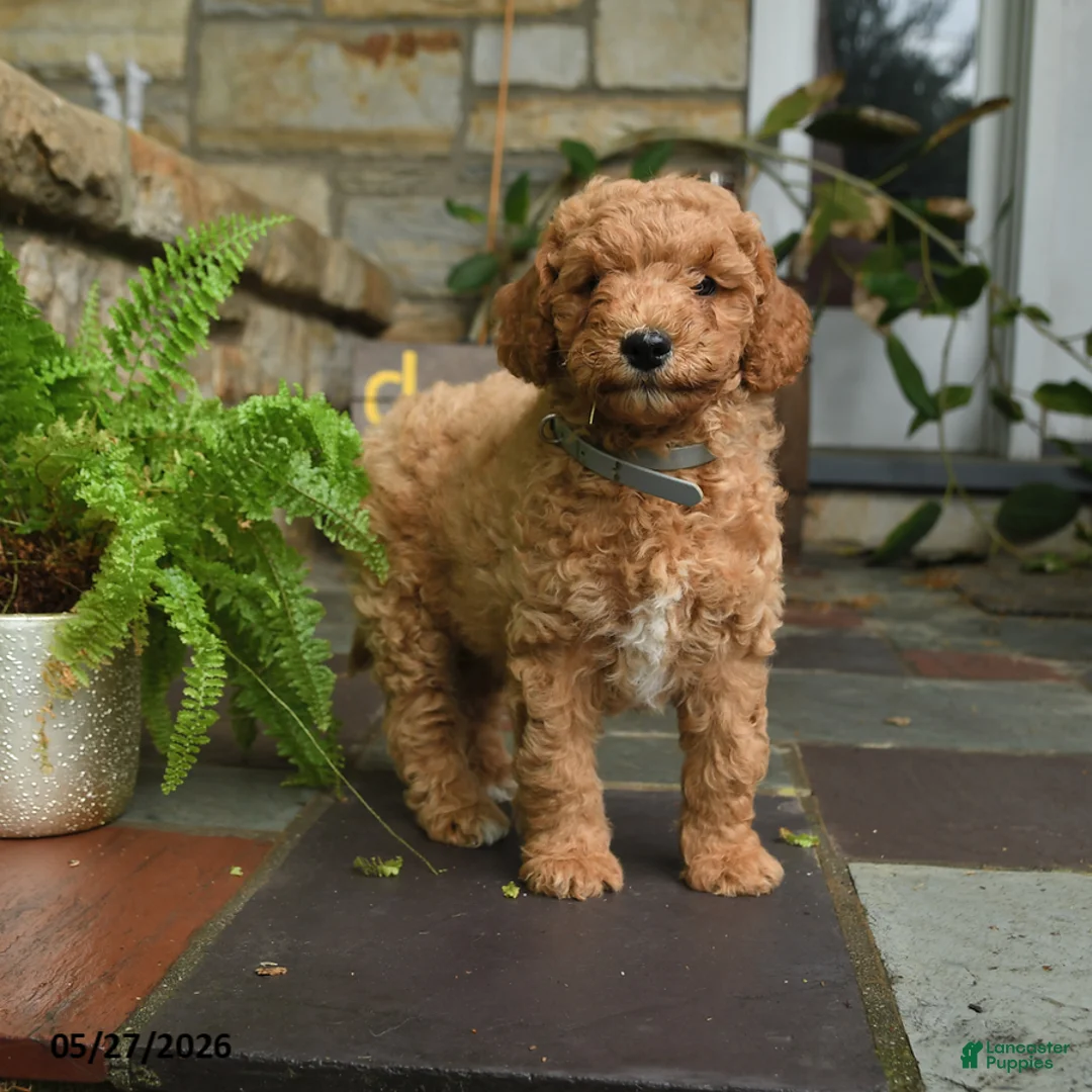 Mini Goldendoodle dogs for sale: Chip - Ad 2