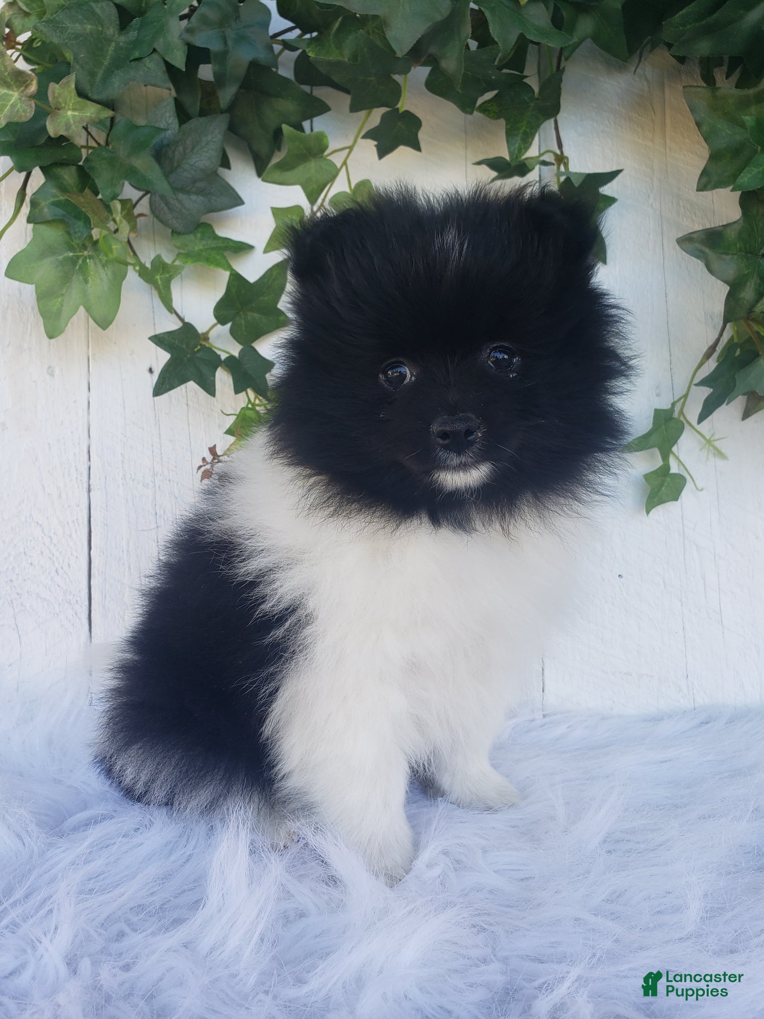Pomeranian dogs for sale: Teddy  - Ad 4