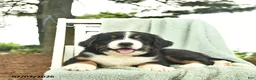 Mixed Breed dogs for sale: Rosie  - Ad 3