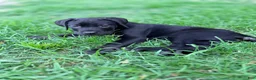 Cane Corso dogs for sale: Dean AKC green collar - Ad 13