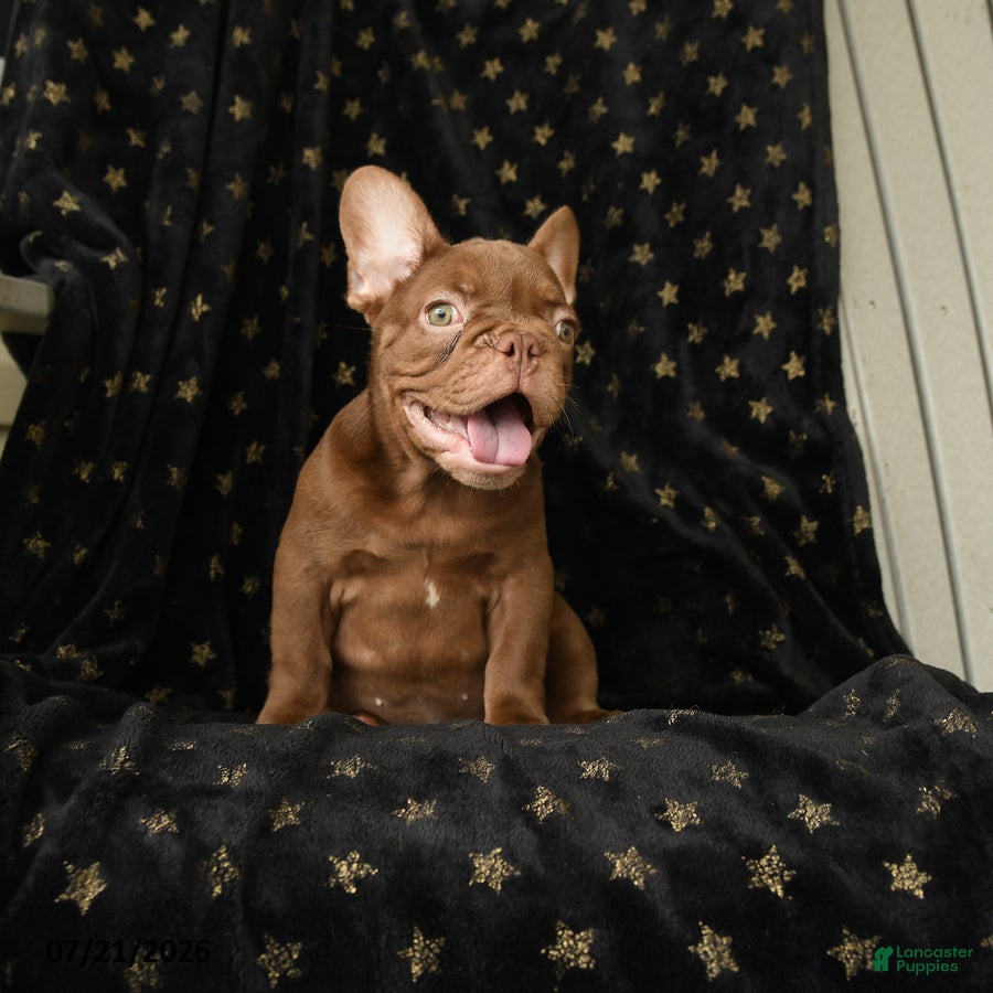 French Bulldog dogs Reese - Ad 2