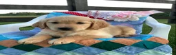 Golden Retriever dogs for sale: Golden Retriever Connie - Ad 3