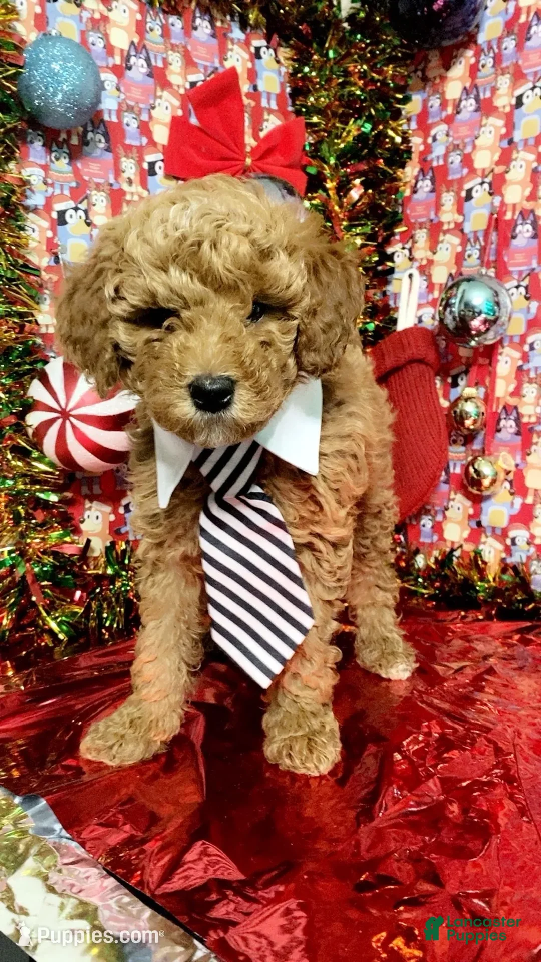Mini Goldendoodle dogs for sale: Saint - Ad 3
