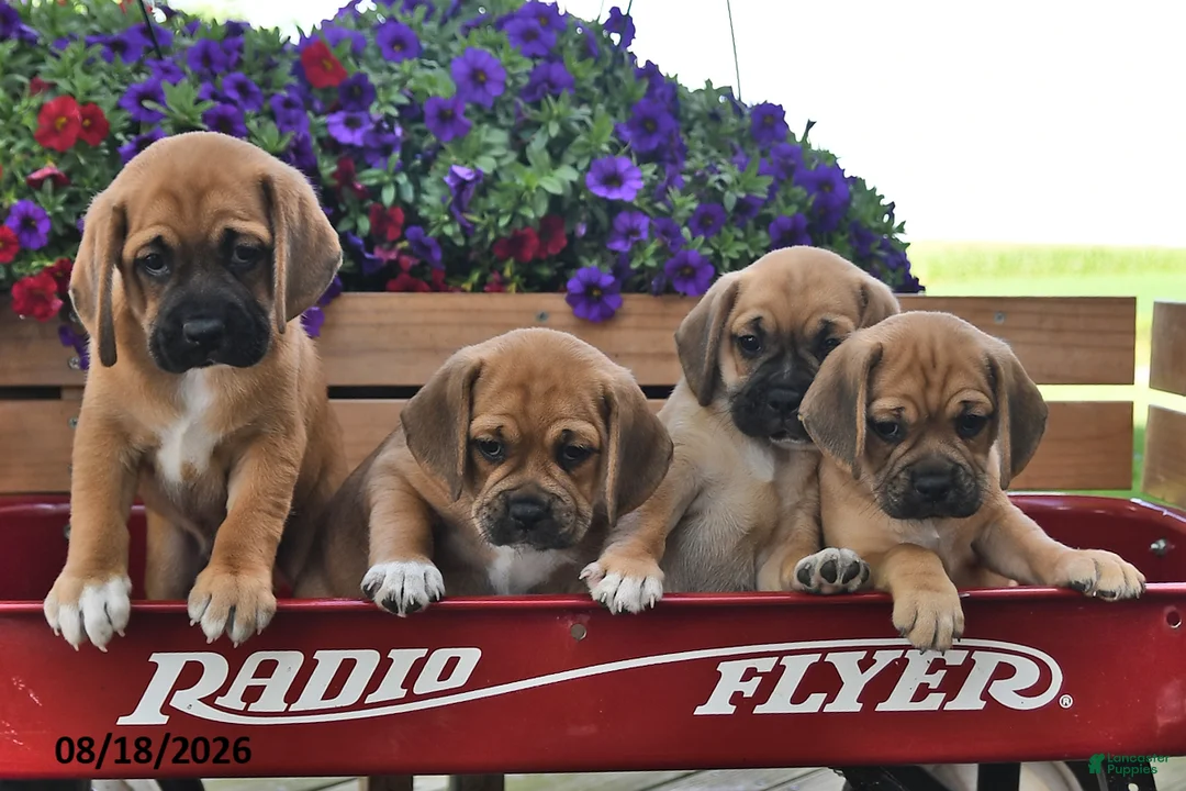 Puggle dogs for sale: Sophie - Ad 3