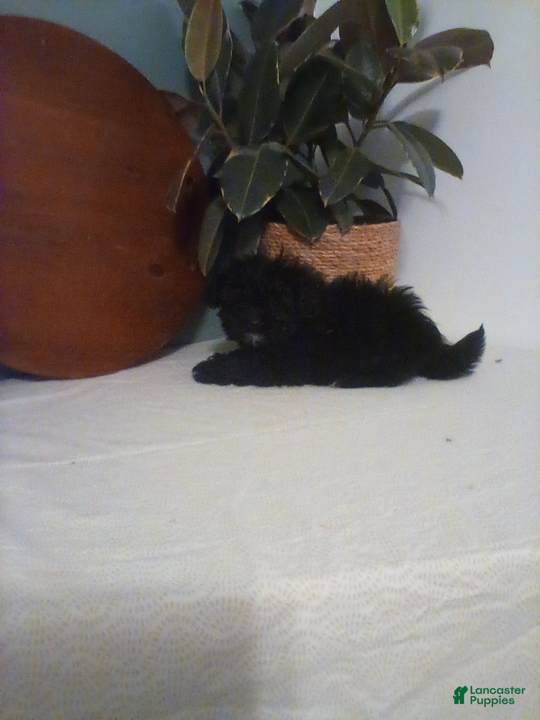 Shih Tzu dogs for sale: Shih Tzu Puppy 2 - Ad 2