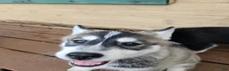 Gerberian Shepsky dogs for sale: Jackpot - Ad 7