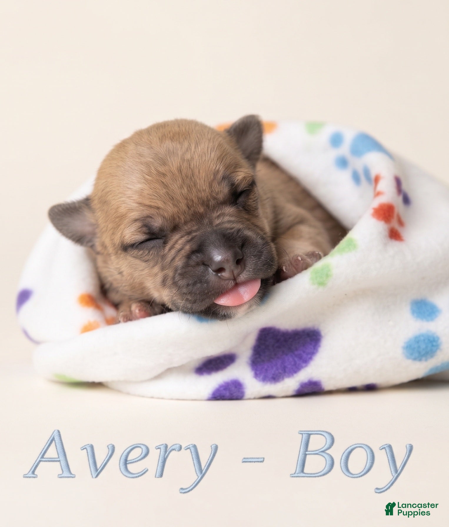 American Bully dogs Avery - Ad 7