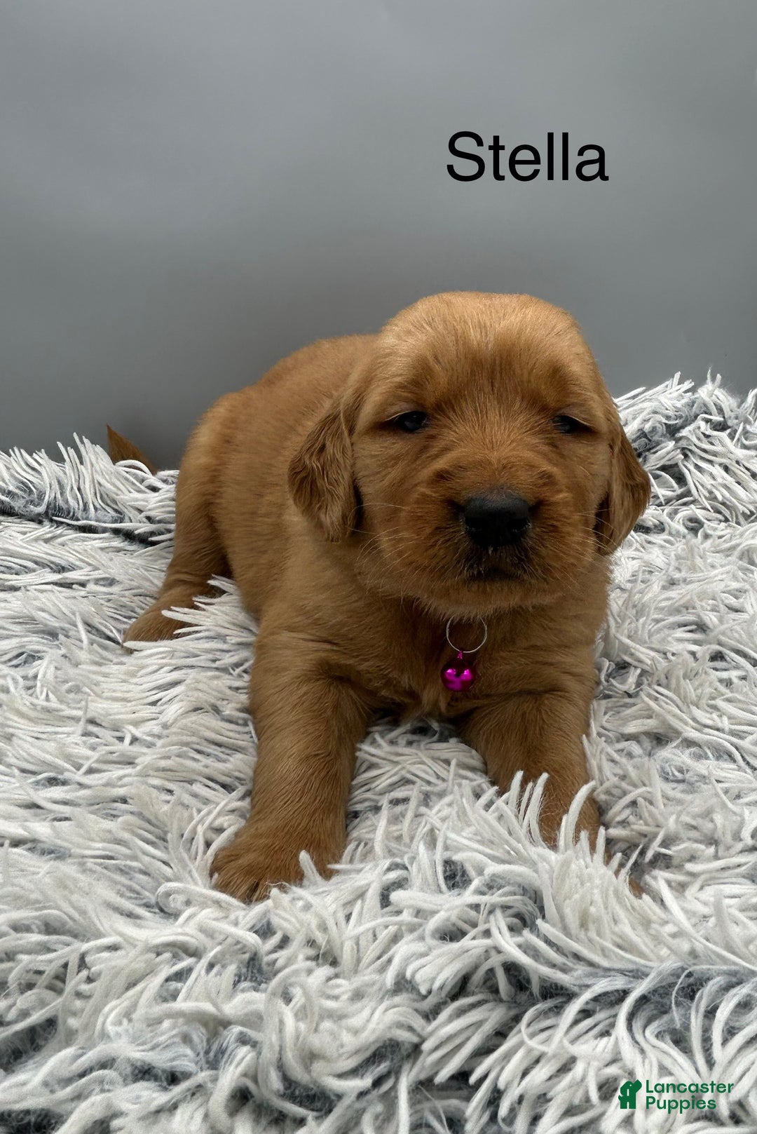 Golden Retriever dogs for sale: Golden Retriever Puppy - Stella - Ad 8