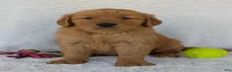 Golden Retriever dogs for sale: Brady - Ad 11