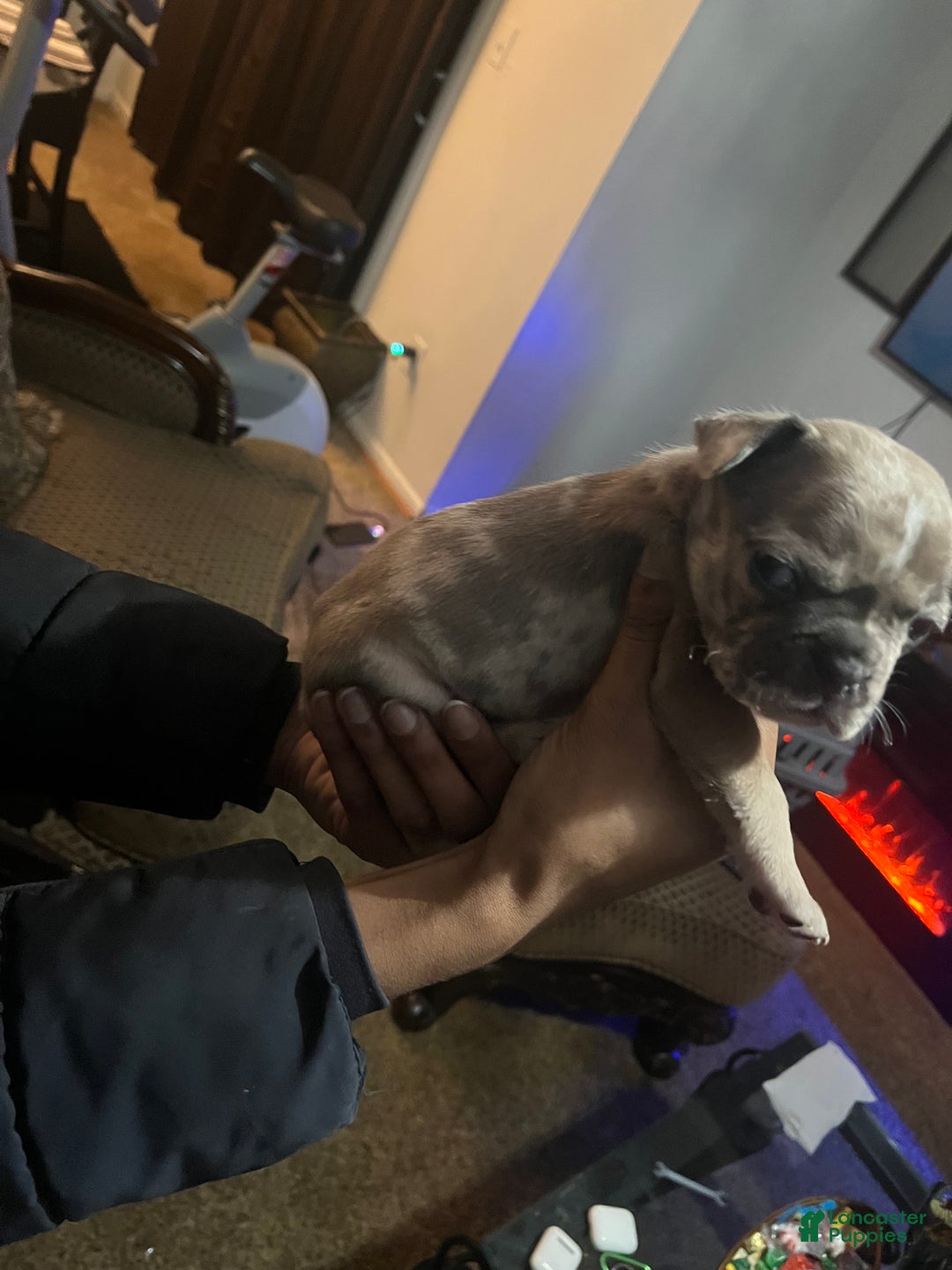 American Staffordshire Terrier dogs for sale: Chocolate Merle tricolor French bulldog  - Ad 3