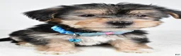 Morkie dogs for sale: Jet - Ad 7
