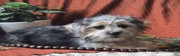 Mixed Breed dogs for sale: Iris - Ad 2
