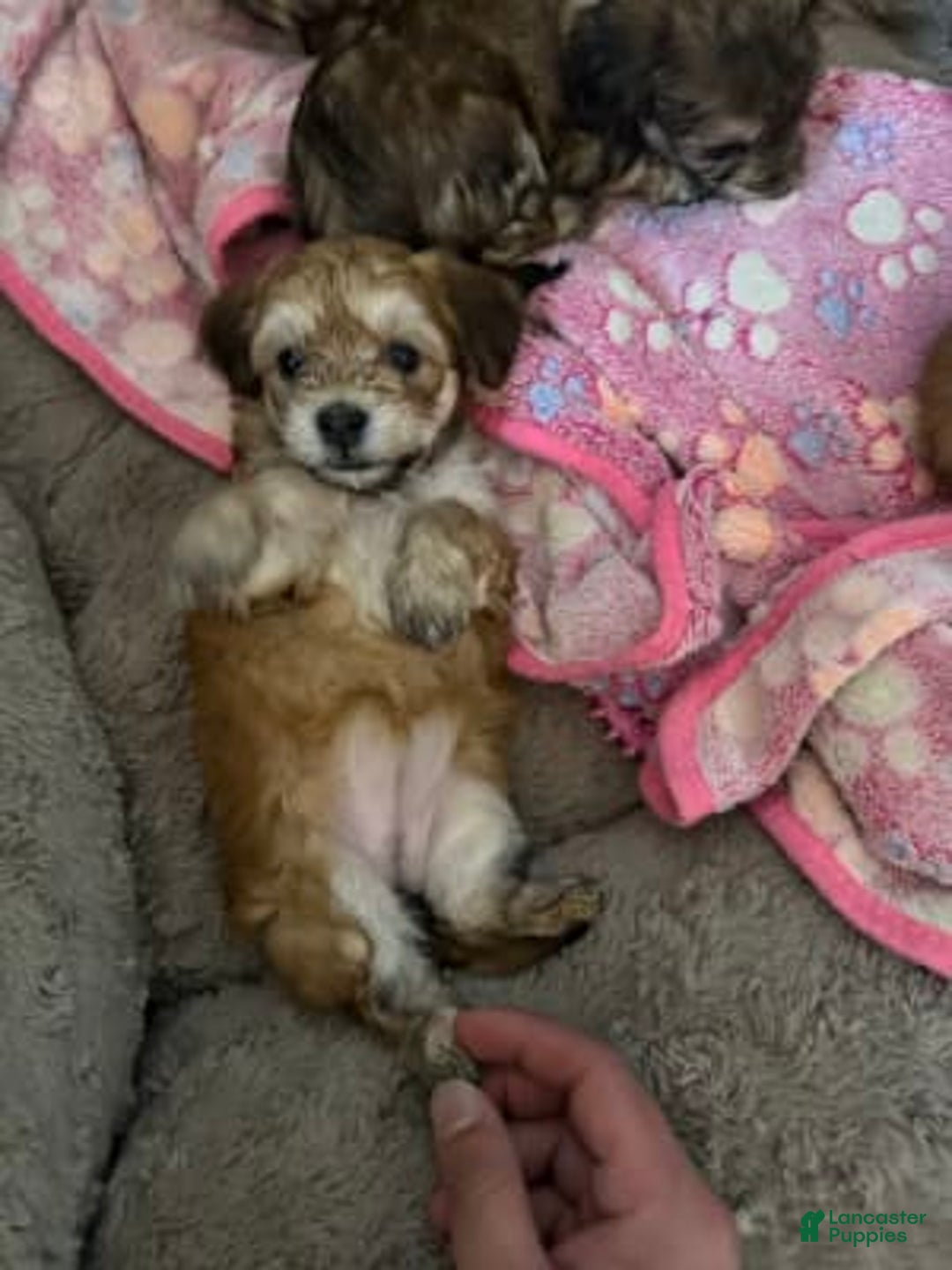 Gallery Image {{count}}