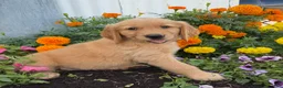 Golden Retriever dogs for sale: Haley - Ad 4