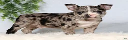 Frenchton dogs for sale: Tornado - Ad 1