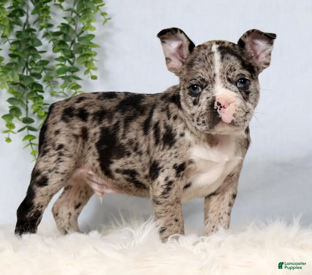 Frenchton dogs for sale: Tornado - Ad 1