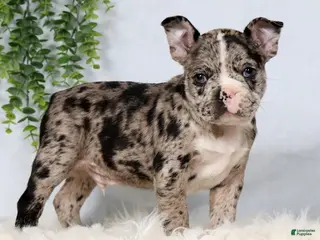 Frenchton dogs for sale: Tornado - Ad 3