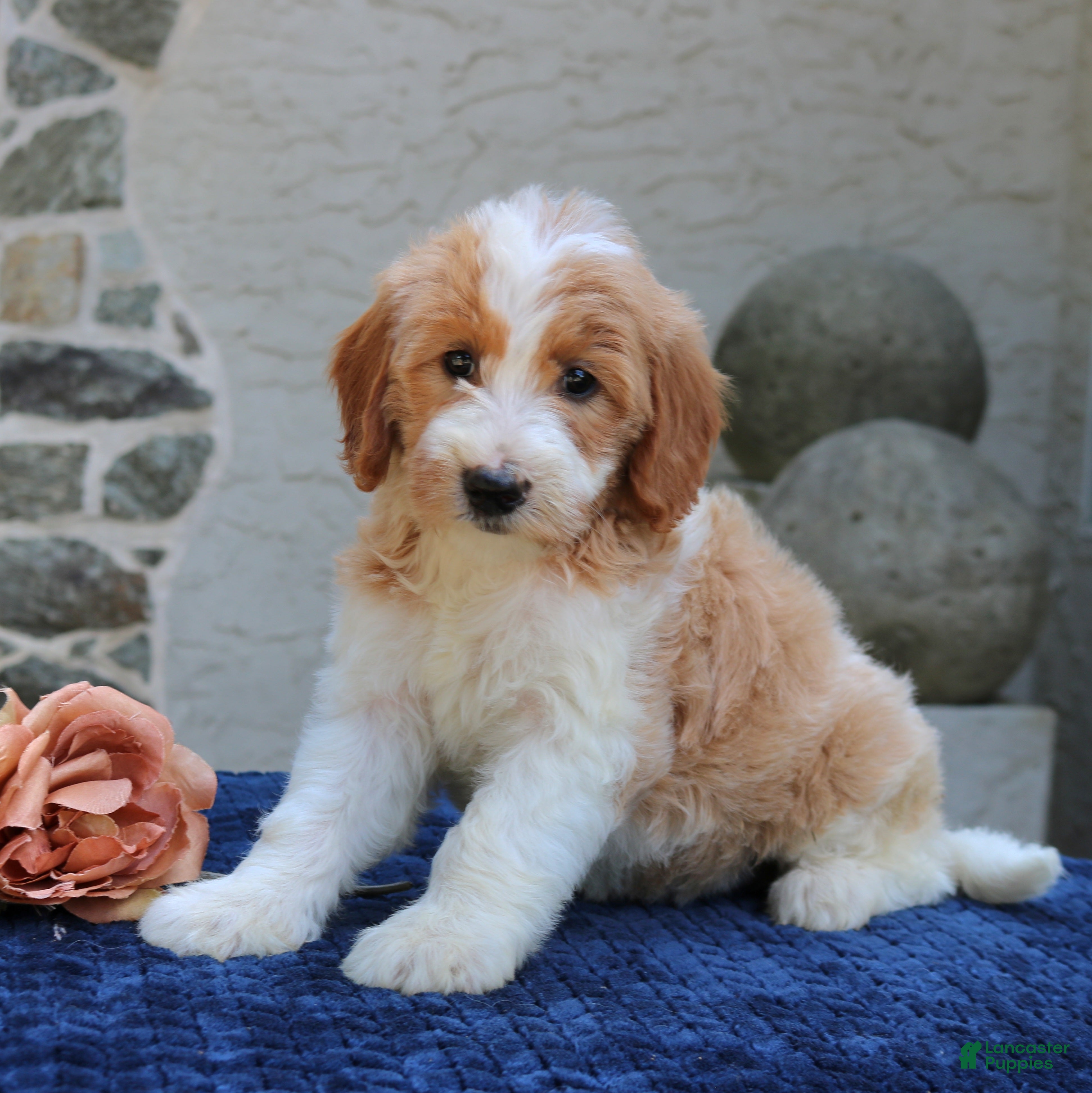Goldendoodle dogs Dolly  - Ad 2