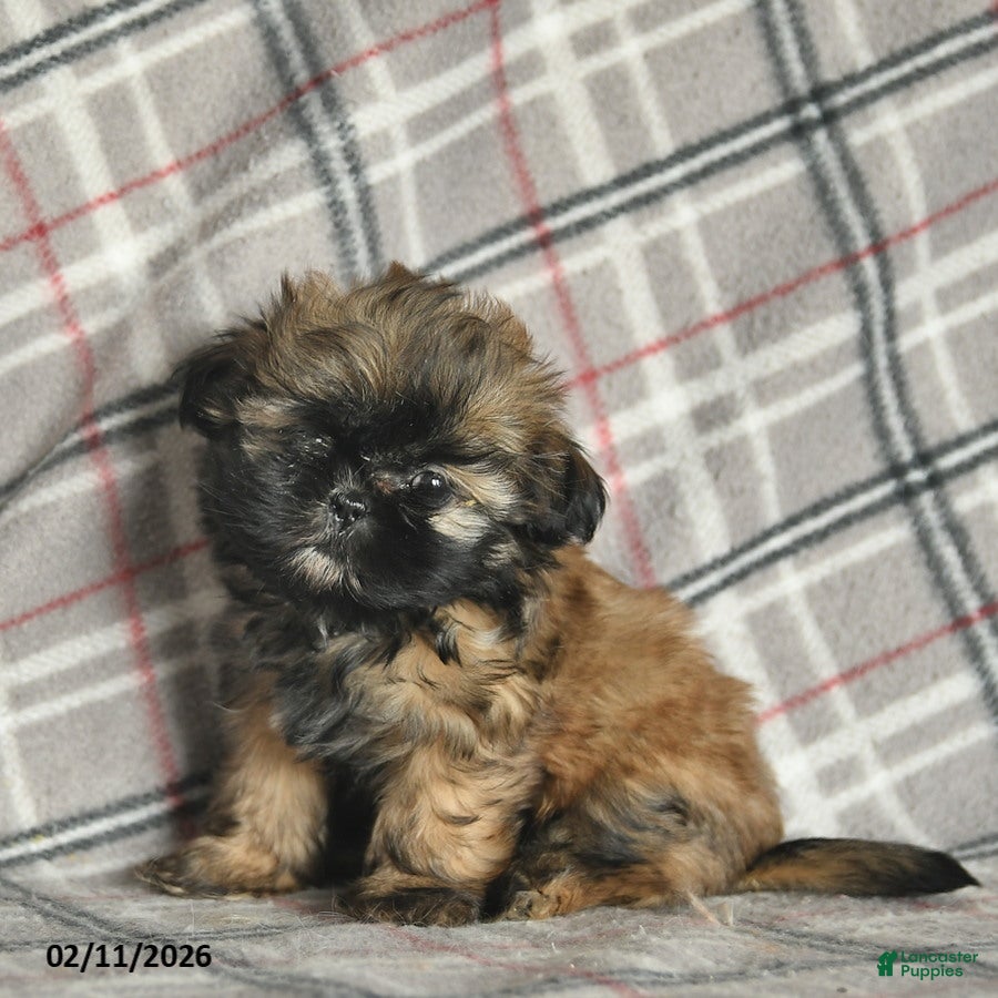 Shih Tzu dogs Whisper - Ad 16