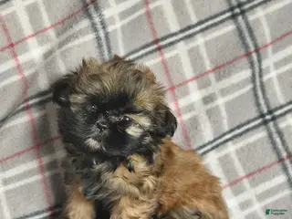 Shih Tzu dogs Whisper - Ad 16